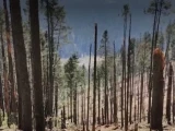 Tala-clandestina-arrasa-bosques-del-Edomex_-denuncias-alertan-por-avance-de-los-talamontes (1).webp