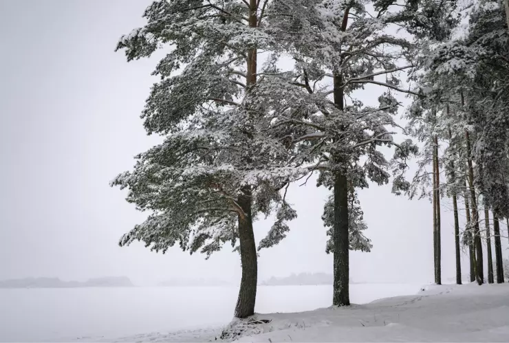 Clima Aguascalientes ¿Cuáles son los cuatro estados que alerta la Conagua sobre caída de nieve y frío extremo