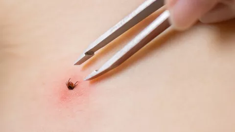 Los corucos son insectos que pican a las aves pero son peligrosos para los humanos