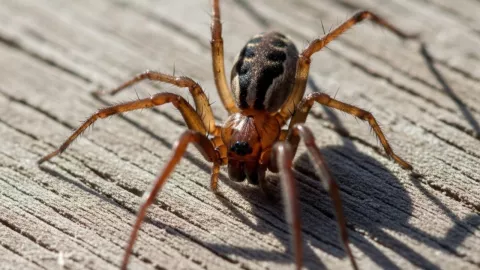 (Imagen creada con IA) araña violinista.