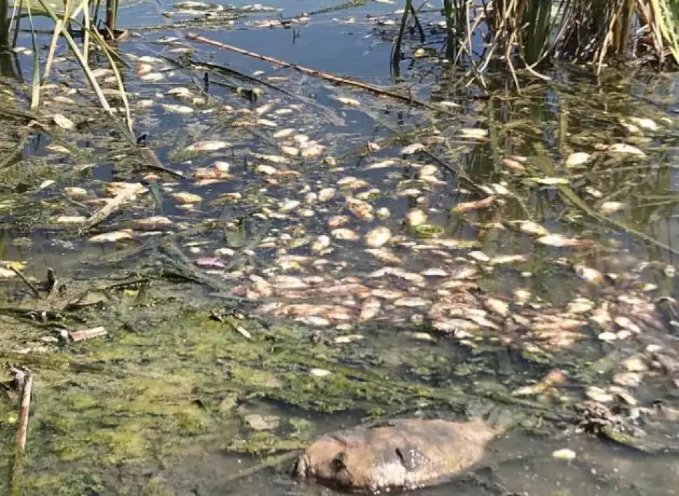 peces-muertos-zauza.jpg