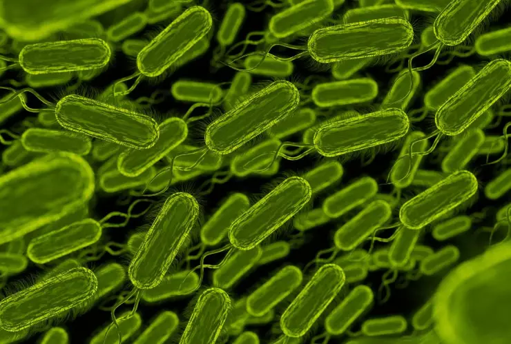 Tres muertes por bacteria carnívora en NY y Connecticut, EU