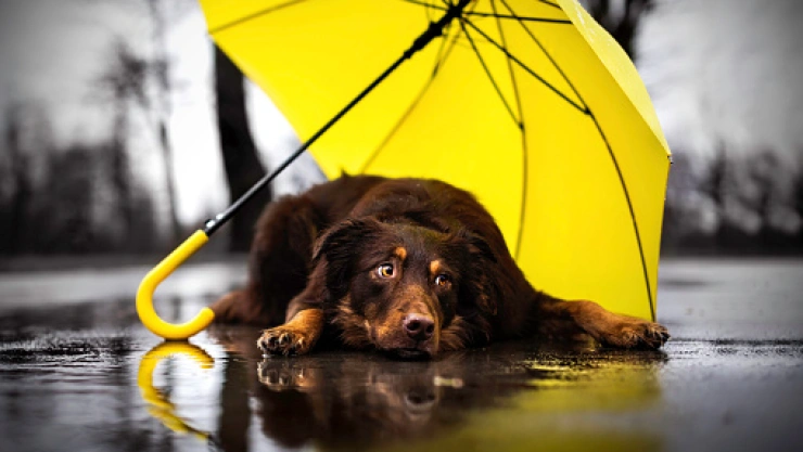 istockphoto-1149019551-170667a.jpg