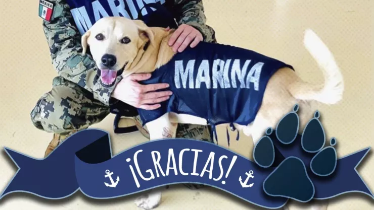 Perrito rescatado Tabasco