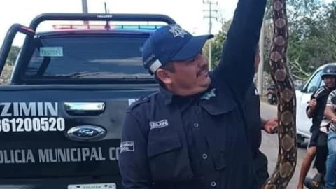 serpiente en calles de tizimin