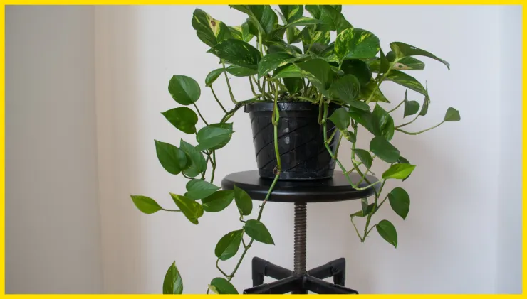 Pothos