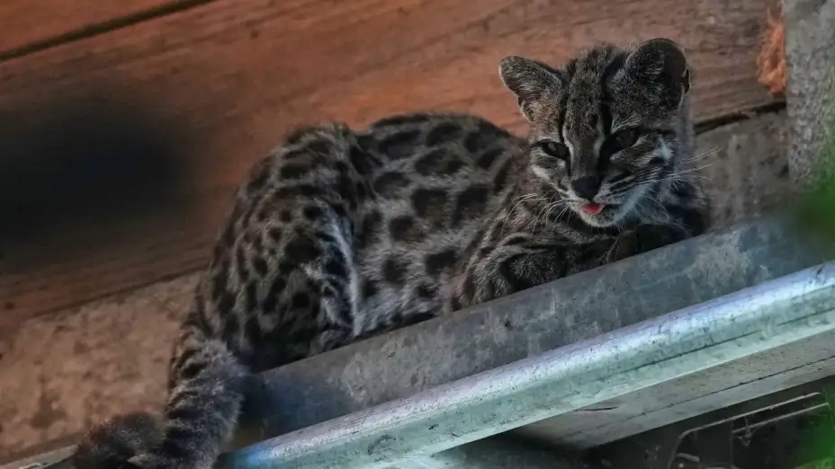 El Tilcayo, descansando en el santuario de vida silvestre Senda Verde, Bolivia.