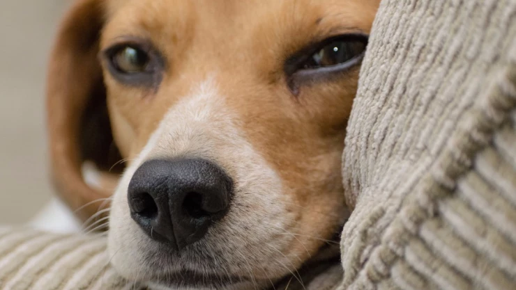 mascotas alimento iva