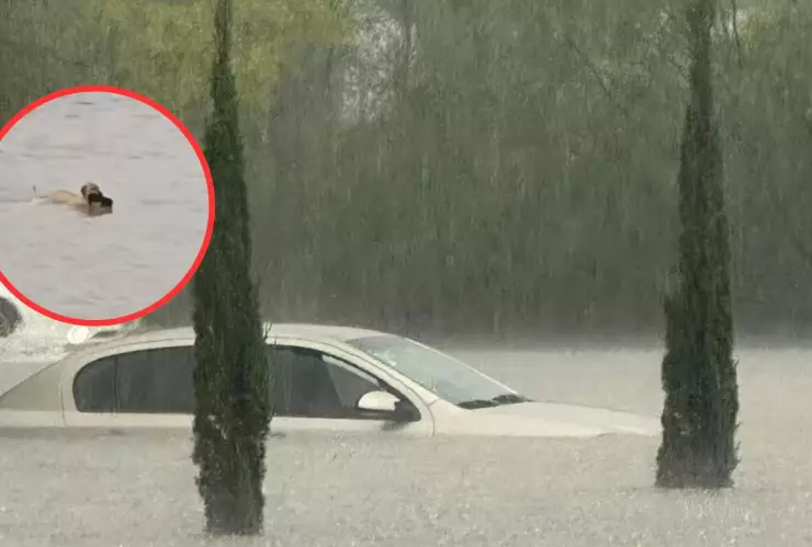 Perrita rescatando a su cachorro en las inundaciones en Tamaulipas