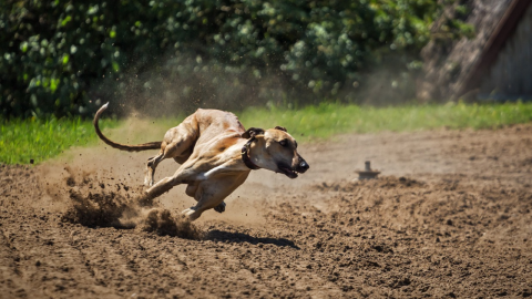 El Galgo encabeza la lista de razas de perros más juguetonas
