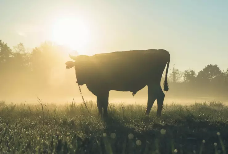 Caso de gusano barrenador en ganado de Michoacán enero 2026.jpg