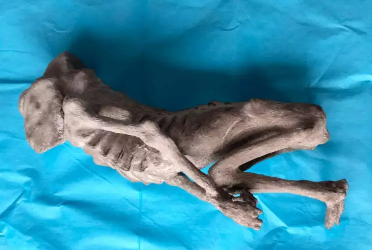 momia de extraterrestre en guerrero