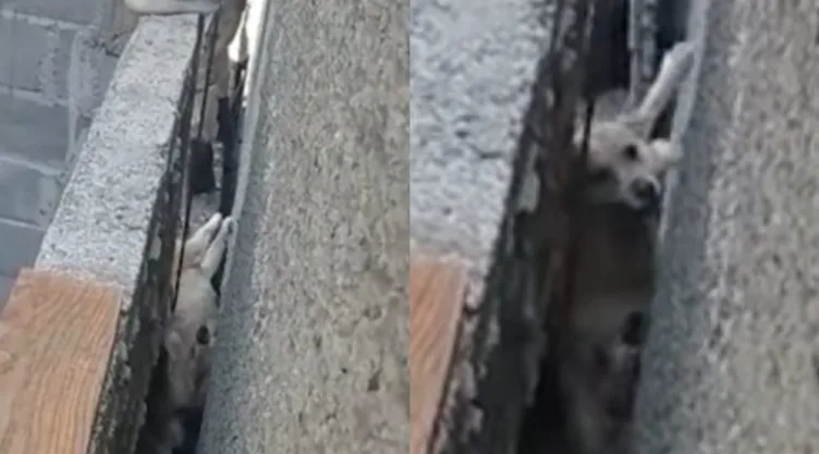 perro rescatado tlahuac