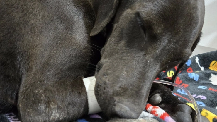 ACTUALIZACIÓN: Este es el estado de salud de Negrita, la perrita atropellada tres veces en Kanasín, hoy martes 4 de marzo de 2025