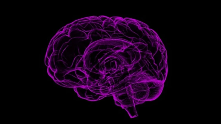 cerebro ameba.jpg