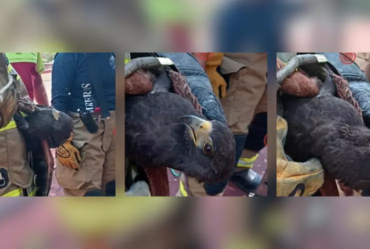 Rescatan Aguililla de Harris atrapada en árbol en Guanajuato capital 26 de enero de 2025.png