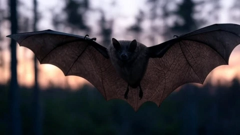 Día Internacional del Murciélago ¿por qué se celebra el 17 de abril.png