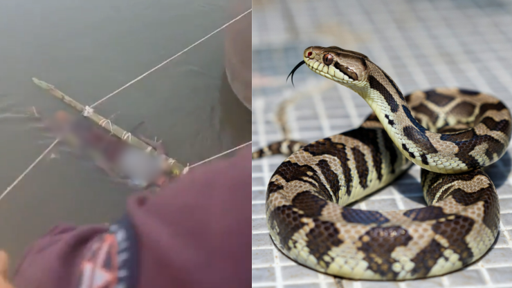 Niño muere por serpiente