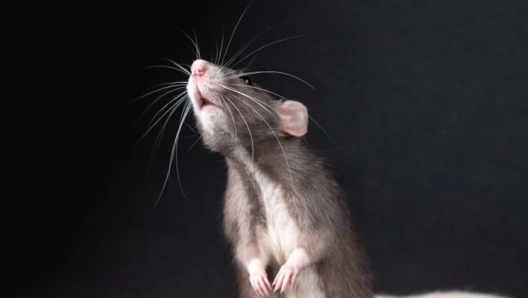 Envenenamiento en Tizimín: ¿Qué se sabe de los 4 niños intoxicados por comer pan con veneno para ratas?