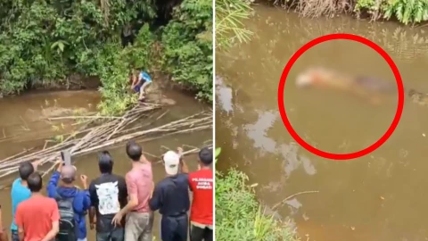 mujer atacada por cocodrilo video