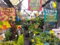 En estos mercados de flores puedes encontrar una gran variedad de nochebuenas a buen precio en la CDMX