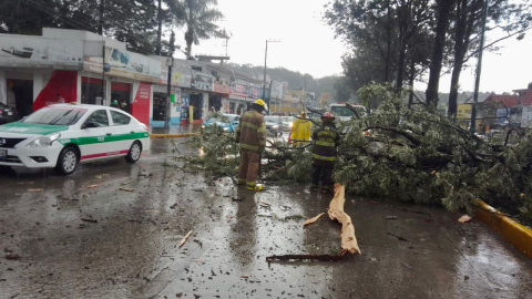 Cae rayo en árbol de Xalapa