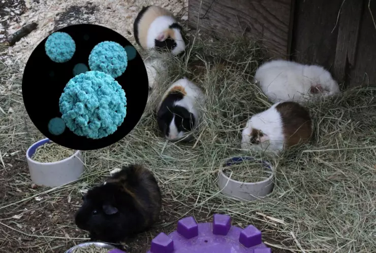 virus-pieles-mercados-china