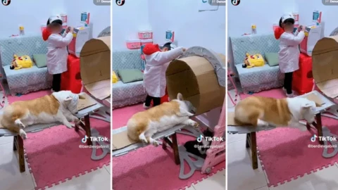 Niña le realiza “resonancia magnética” a us perrito.