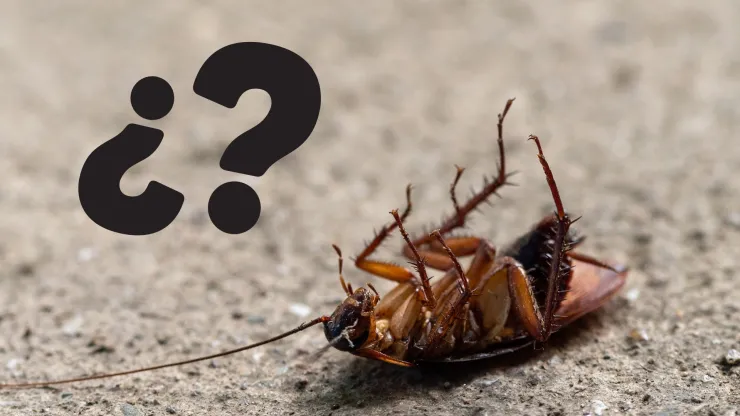 Encontrar cucarachas muertas con las patas arriba: qué significa y por qué es importante saber cómo actuar
