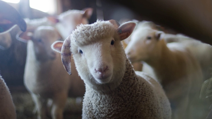 derechos animales Mexico