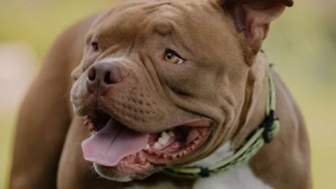 Bebé muere tras ataque de pitbull en; su madre presenció el lamentable acto 
