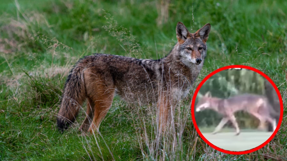 Coyote en Veracruz