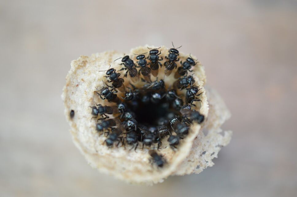 abeja melipona mayas sagrada