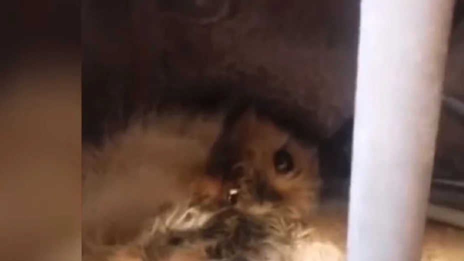 Perrito herido en Tecámac