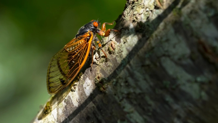 Cigarra de ojos rojos, como las que habitan en Illinois