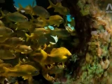 Corales en peligro: el proyecto que busca salvar el segundo arrecife más grande del mundo