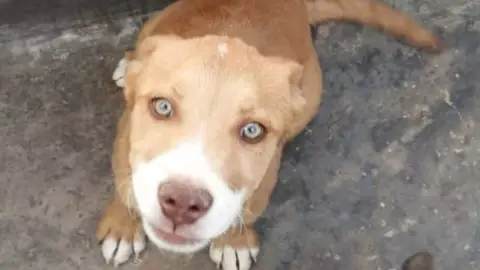 Maltrato animal en Guanajuato