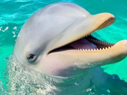 muere-mincho-delfin-dolphin-discovery-en-cancun-profepa-ordena-realizar-necropsia