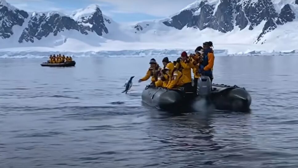 pingüino saltanto al bote de turistas.png