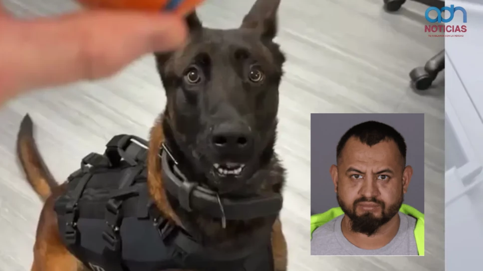 Identifican a hispano como responsable de la muerte de perro policía en Los Ángeles