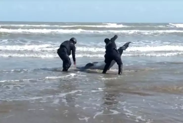 Policías rescatan a delfín varado en playa de Tamaulipas