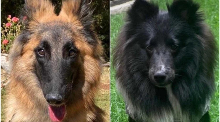 Perras envenenadas en Parque España en la Condesa son dadas de alta.
