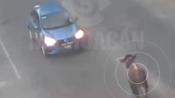 Alerta Toro suelto entre las calles desata caos y deja múltiples lesionados en este municipio de Michoacán VIDEO.jpg
