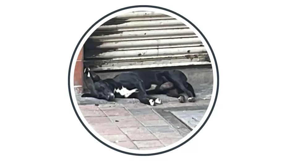 Perrito Negro- Jugada en Centro de Culiacán