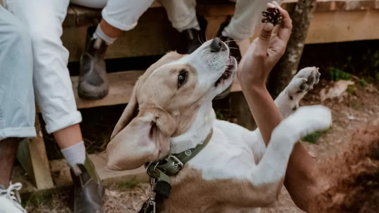 ¿Cómo son las razas de perro más desobedientes, según la ciencia?