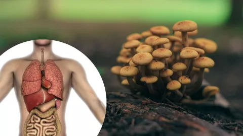 El hongo que come plástico: ¿qué ocurriría si entra en contacto con microplásticos en el cuerpo humano?