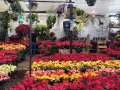 En estos mercados de flores puedes encontrar una gran variedad de nochebuenas a buen precio en la CDMX