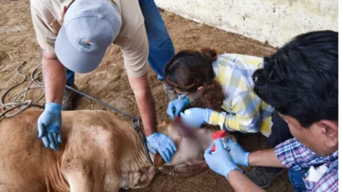 Veterinarios en Tlaxcala refuerzan prevención del gusano barrenador