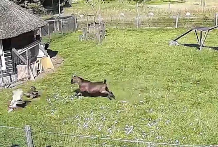 gallina_animales_halcon