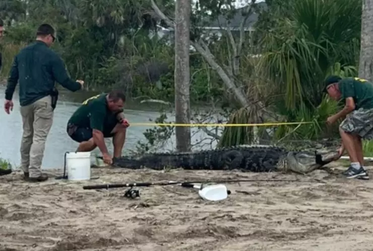 Caimán 3 metros ataca joven
